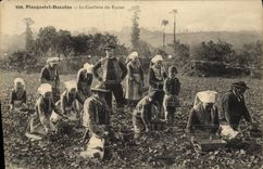CPA Plougastel Daoulas La Cueillette Des Fraises Folklore 