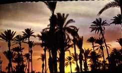 CPM Maroc Pittoresque Coucher De Soleil Sur La Palmeraie 