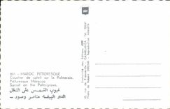 MODERN CARD Picturesque Morocco Sunset On the Palm plantation