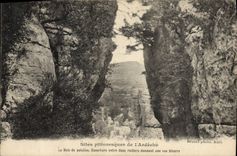 VINTAGE POSTCARD Picturesque Sites Of Ardeche the wood of paiolive