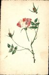 VINTAGE POSTCARD Flowers Sower
