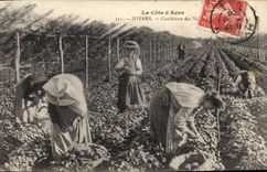 VINTAGE POSTCARD Hyeres Gathering of violets TOP