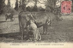 CPA Folklore Normandie La traite aux champs Vache 