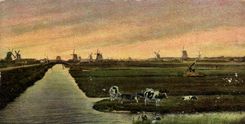 VINTAGE POSTCARD Windmill Zaanstreek Cows