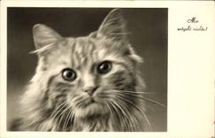 CPA Chat Chats Chaton