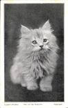 CPA Chat Chats Chaton 