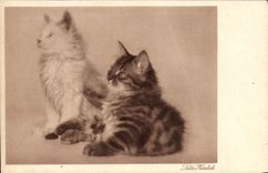 VINTAGE POSTCARD Cat Cats Kitten Herrlich Burbot