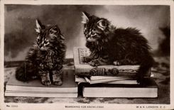 CPA Chat Chats Chaton 