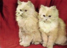 CPA Chat Chats Chaton 
