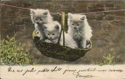 CPA Chat Chats Chaton 