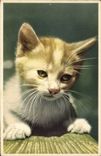 CPA Chat Chats Chaton 