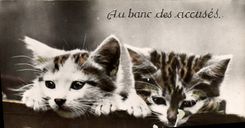 CPA Chat Chats Chaton Au banc des accuses 