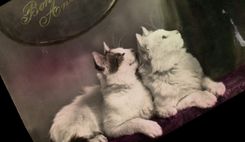 CPA Chat Chats Chaton Oiseau