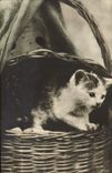 CPA Chat Chats Chaton 