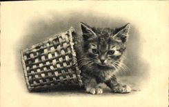 CPA Chat Chats Chaton 