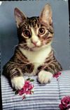 CPM Chat Chats Chaton 