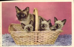 CPA Chat Chats Chaton Siamois