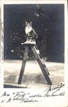 CARTE PHOTO Chat Chats Chaton Fritz