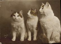 CPA Chat Chats Chaton 