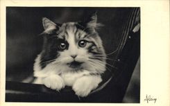 CPA Chat Chats Chaton Alain