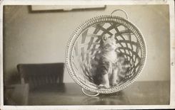 CPA Chat Chats Chaton 
