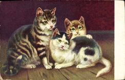CPA Chat Chats Chaton 