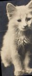 CPA Chat Chats Chaton 