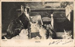 CPA Chat Chats Chaton 