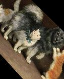 CPA Chat Chats Chaton Chien