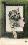 CPA Chat Chats Chaton 