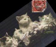 CPA Chat Chats Chaton 