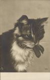 CPA Chat Chats Chaton 