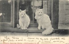 CPA Chat Chats Chaton 