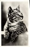 CPA Chat Chats Chaton 