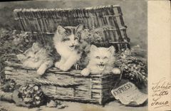 CPA Chat Chats Chaton 