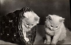 CPA Chat Chats Chaton 