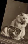CPA Chat Chats Chaton 