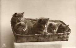 CPA Chat Chats Chaton 