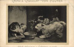 CPA Chat Chats Chaton Chien Cacao Van Houten