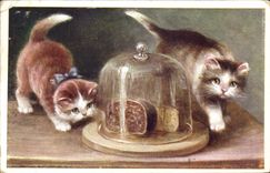 CPA Chat Chats Chaton