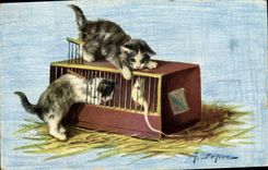 CPA Chat Chats Chaton Souris