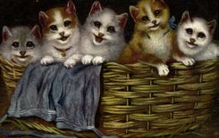 CPA Chat Chats Chaton