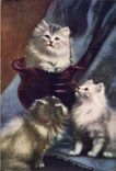 CPA Chat Chats Chaton