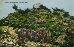 VINTAGE POSTCARD Murmeltiere VOR dem Beam