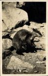 CPM Wallaby at Jen Caves NSW Australie