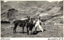 VINTAGE POSTCARD Llamas LAMA Ecuador