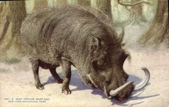 CPA East African Wart Hog New York Zoological park Zoo