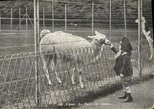 VINTAGE POSTCARD Lyon the park Spangled them
