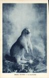 VINTAGE POSTCARD Savoy Marmot
