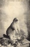CPA Savoie Marmotte